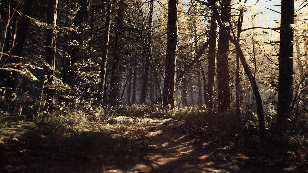 Daylight pine path, pale sun through tall trunks, dirt track curving into the woods