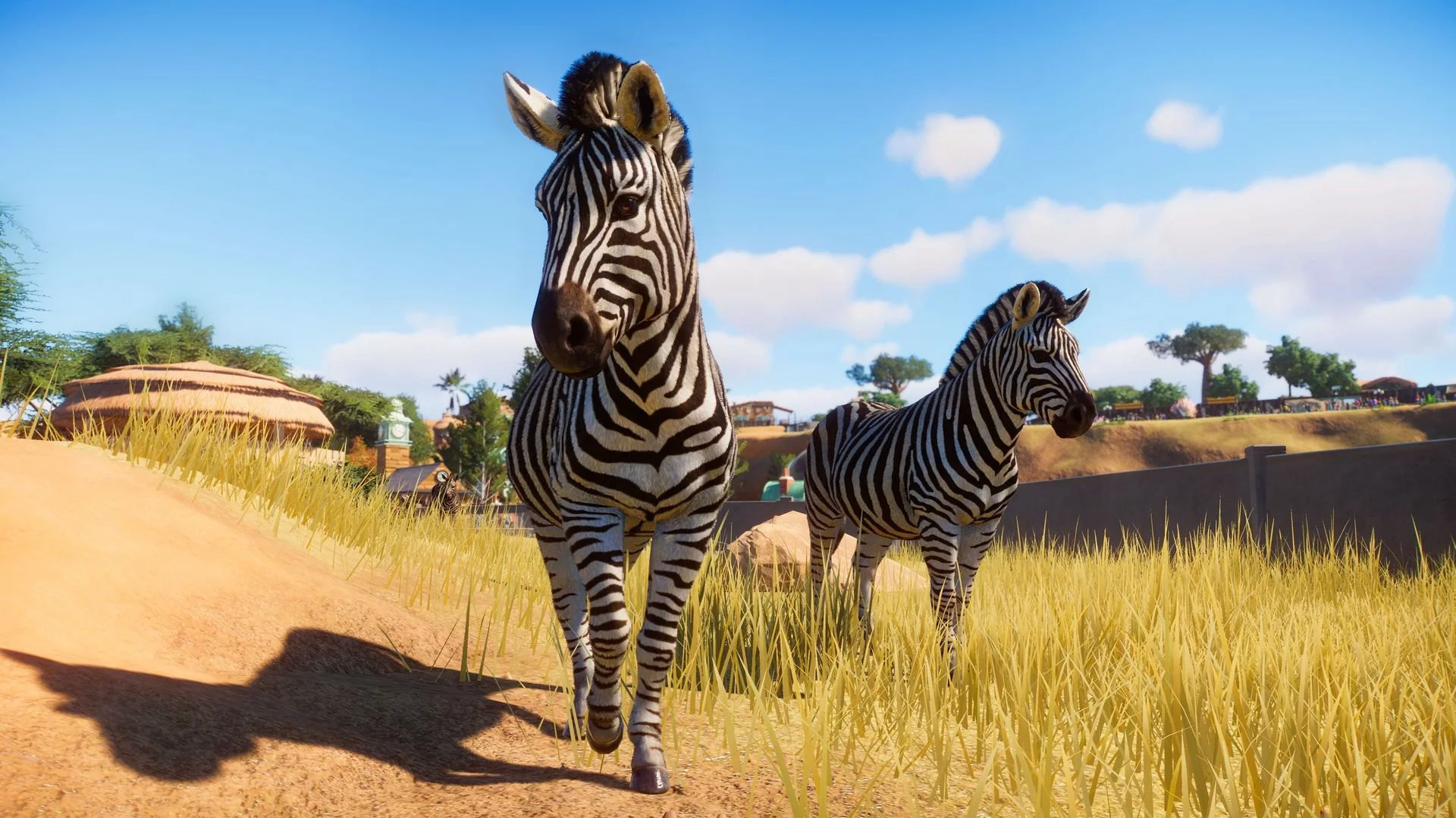 Zebra walking toward camera on a sandy savanna path, second zebra in golden grass, thatched hut and clock tower
