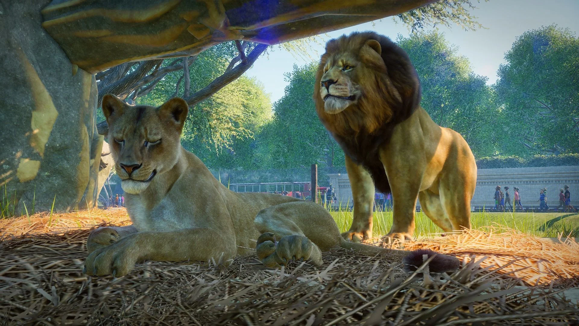 Lioness on straw under a rock shelter, male lion with mane standing alert, guests and red tour vehicle beyond