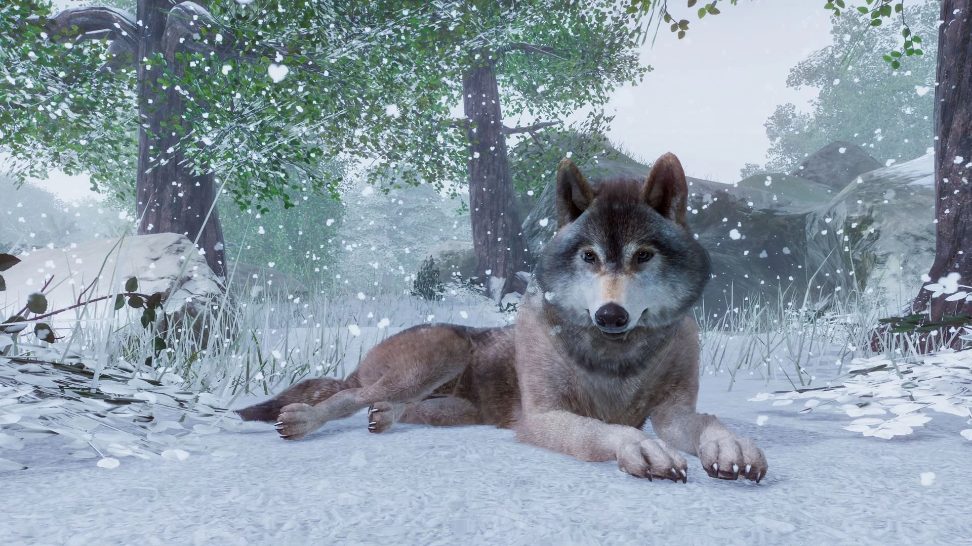 Timber wolf resting in a snowy forest enclosure, snowflakes falling, thick winter coat and mossy trees
